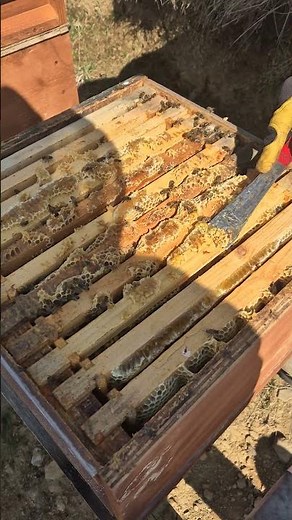 Scraping Off Burr Comb FULL of Honey! 🍯🐝 #shorts #honey #beekeeping #bees