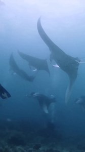 12K views · 114 reactions | Stepping into the underwater ballroom 睊 Have you ever witnessed a mesmerizing marine life behavior while diving? Comment below.  IG 'journeyofascubadiver' #ScubaDivingMag #PADI #MantaRays #MarineLife #Maldives | Scuba Diving Magazine | Facebook
