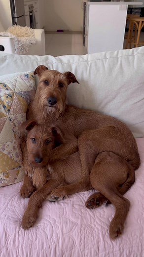 Adorable Irish Terrier Puppies: Playful Moments