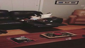 Dog in Socks Finds the Comfiest Spot on the Couch