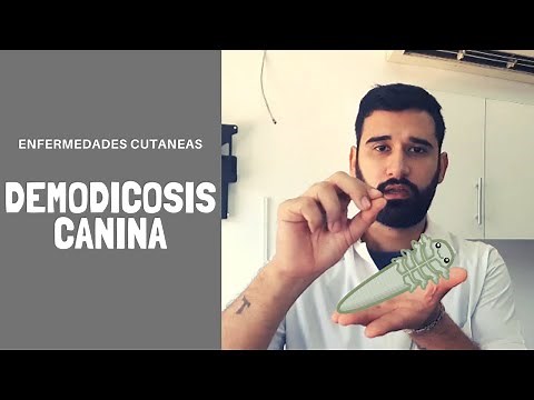 Demodicosis canina.📝 todo lo que debes saber! 😉