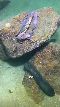 Great fishing session! #sea #ocean #animals #nature #fishing