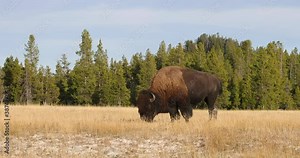 Bull Bison buffalo walking prairie meadow Yellowstone 4K. Wildlife and animal refuge for great herds of American Bison Buffalo and Rocky Mountain Elk. Biology, geography and ecology.