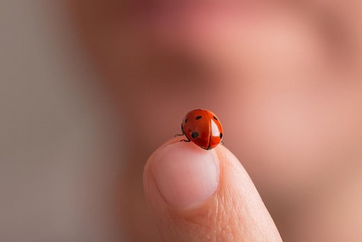 Spiritual Meaning of Ladybug Landing On You: 7 Messages