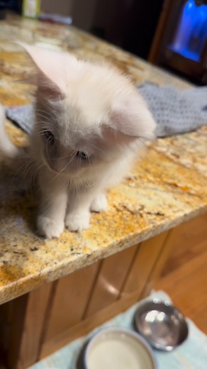 Introducing our little snow angel Lily Eve Maine Coon Cattery | Eve Maine Coon Cattery