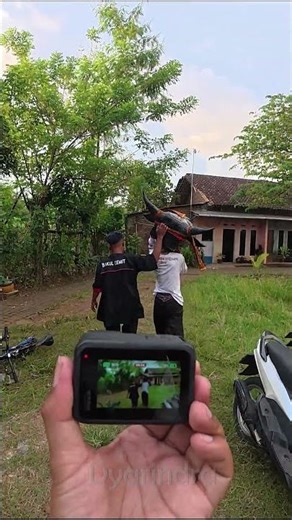 BIG Bull - Go Pro Hero 9 Camera #shorts