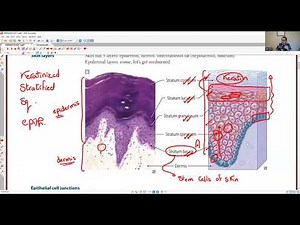 TA7 USMLE STEP 1 NEW GROUP: MSK SYSTEM (DERMATOLOGY 1)