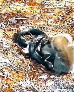 Squirrels vs Snakes. Who will win this fight for survival? 🐿️🐍 • Ground squirrels have evolved remarkable defenses against snake predation over millions of years. • Squirrels may harass, and sometimes even attack, snakes to protect themselves or their young. • They use tail-flagging as a signal when confronting snakes, which can deter strikes. • In some species, like California ground squirrels facing rattlesnakes, squirrels can add infrared "illumination" to their tail flags. • Some squirrels