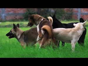 Awesome Rural Dogs !! Dog Meeting for the Summer Season in Village.
