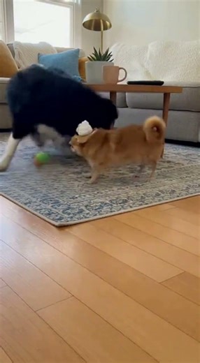 Border Collie vs Chihuahua's Ice Cream WHO WINS 🍦🤣