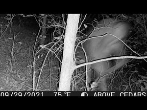 WHAT THE H? Trail Camera Photo and A Professional Fire Fighter Comes Forward