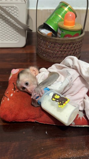 3.5K views · 204 reactions | Baby Mio hungry milk | Mario Life's | Facebook