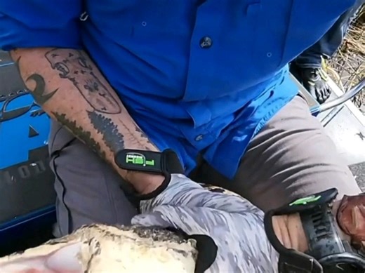 A big mouse：Burmese python.