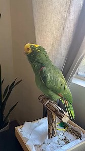singing......🎶🎶🦜 #parrot #bird #parrots #animals | Animals Parrot