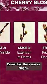 Cherry Blossom trees reach stage 3