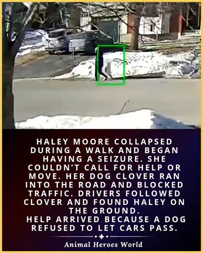 Animal Heroes | Where Love Saves Lives on Instagram: "Haley Moore suddenly collapsed while out walking. She was experiencing a seizure and fell to the ground, unable to move, speak, or call for help. To anyone passing by, it may not have been obvious what was happening — and precious time was slipping away. Her dog Clover understood immediately. Instead of staying beside Haley and waiting, Clover made a decision. She ran straight into the road and positioned herself in front of oncoming traffic.