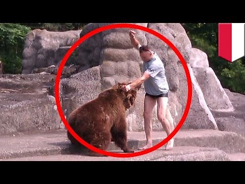 Man v Bear: Polish man punches bear in the head at Warsaw zoo - TomoNews