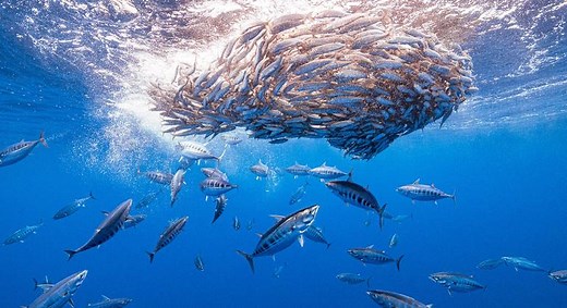 海洋变暖速度20年间翻倍，海平面上升速度30年间翻倍