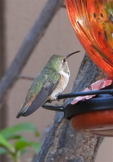 Capturing Hummingbirds with Nikon P1100