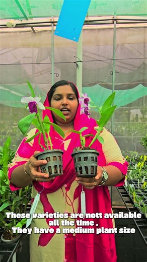 Dendrobium Orchid Freda Brettanata Exotic Plant 149Exotic