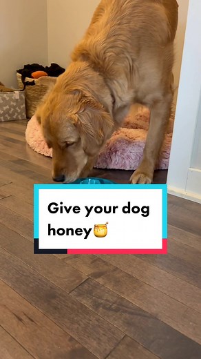 Dogs Made Simple on TikTok