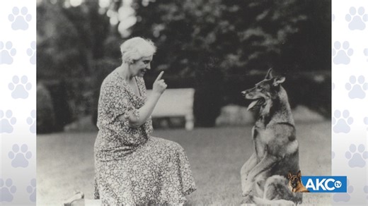 3.1K views · 114 reactions | Women have been integral to the sport of purebred dogs since the beginning. This #InternationalWomensDay help us celebrate the past, present, and future women of our sport! | American Kennel Club | Facebook