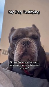Well now I have to enter the Puppy Relocation Program! Whoever was in charge of that AV needs to be fired 😤 | Teddy Themicrobully