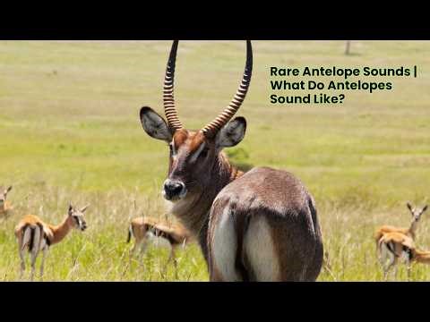 Rare Antelope Sounds | What Do Antelopes Sound Like?