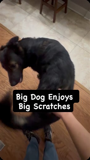Big man Dornitz loves a good backside scratch! #gsd #germanshepherd #backscratches #petsitter #dogsofinsta | Drippy Pet Care