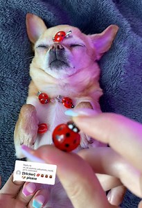 Chihuahua ASMR Dog Sounds for Sleep | Gentle Dog ASMR