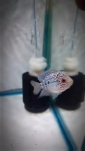 flowerhorn transformation 🤯👿 #flowerhornfish #flowerhorn #fish #aquarium #fishkeeping #shorts #viral