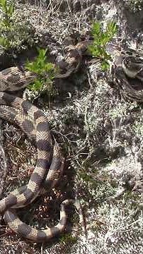 pine snakes mating