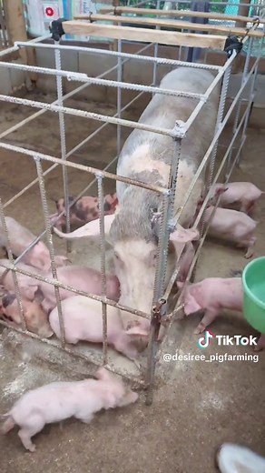 Desiree Pig Farm on TikTok