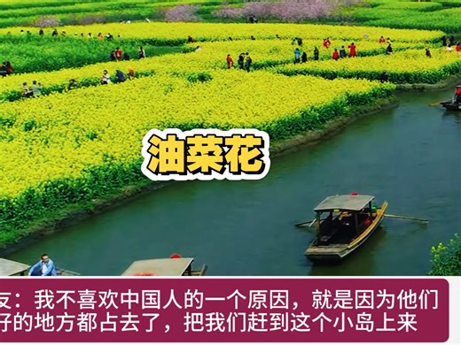 春日大型油菜花海，外网热评：宛如爱丽丝梦游仙境