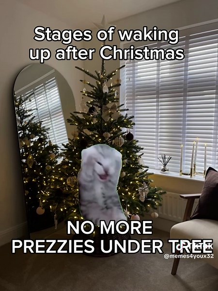 Funny Cat Christmas Haul and Memes Compilation