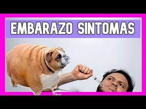 Cuales son los Síntomas de EMBARAZO en perra