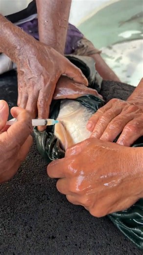 Amazing Mrigel Fish injection #shorts