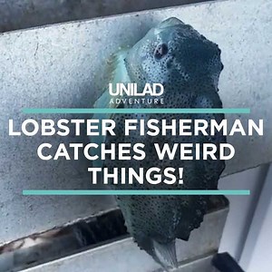 11M views · 55K reactions | Blake started showing the weirdest things that he catches out at sea while fishing, including a fish that can stick to surfaces  | UNILAD Adventure | Facebook