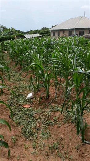 3.9K reactions · 313 shares | Don't let outdated farming methods hold...