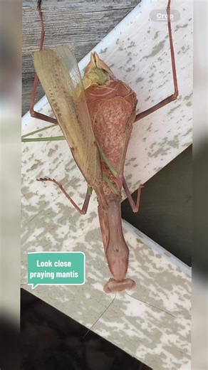 Impact of Praying Mantis Behavior on Mating