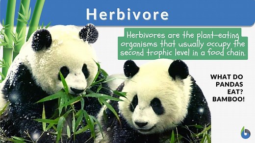 Herbivore - Definition and Examples - Biology Online Dictionary