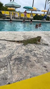 1.8K views · 42 reactions | Diego Sans Official on Reels | Facebook