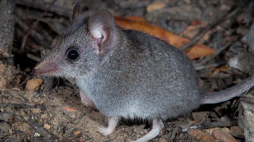 Kangaroo Island dunnart: Saving a bushfire-ravaged marsupial