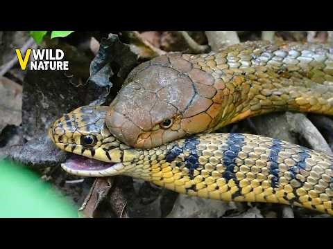 12 Ruthless Snake Attacks Caught on Camera | Animal Fights