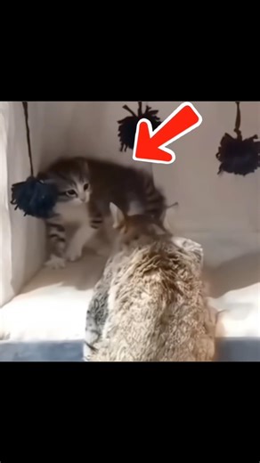 Rescued Kitten Hated Everyone… Until A Mother Cat Came 🥹