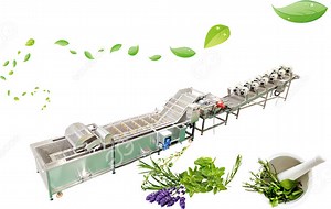Fully Automatic Herbs Leaves Washing And Drying Line