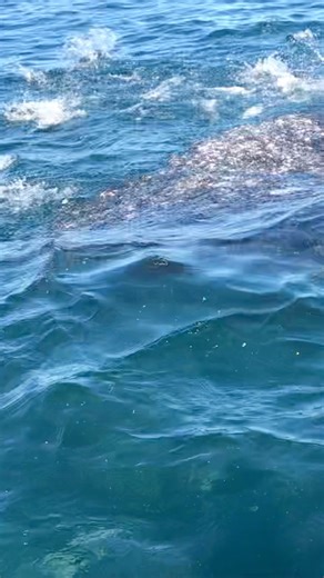 Huge bait ball getting destroyed by a massive school of Bonito! #fishing #boils # boil #bait #baitball #bonito #surface | Raysharifi