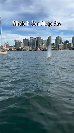 Stunning Whale Sighting in San Diego Bay