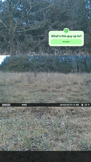 🦊🌅 Early Morning Coyote Cruising the Kansas Woods #hunting #outdoors #nature #wildlife