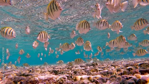 Real time video of a large group of convict surgeonfish swimming above a shallow coral reef in crystal clear tropical water at Lady Elliot Island, Great Barrier Reef, Queensland, Australia.